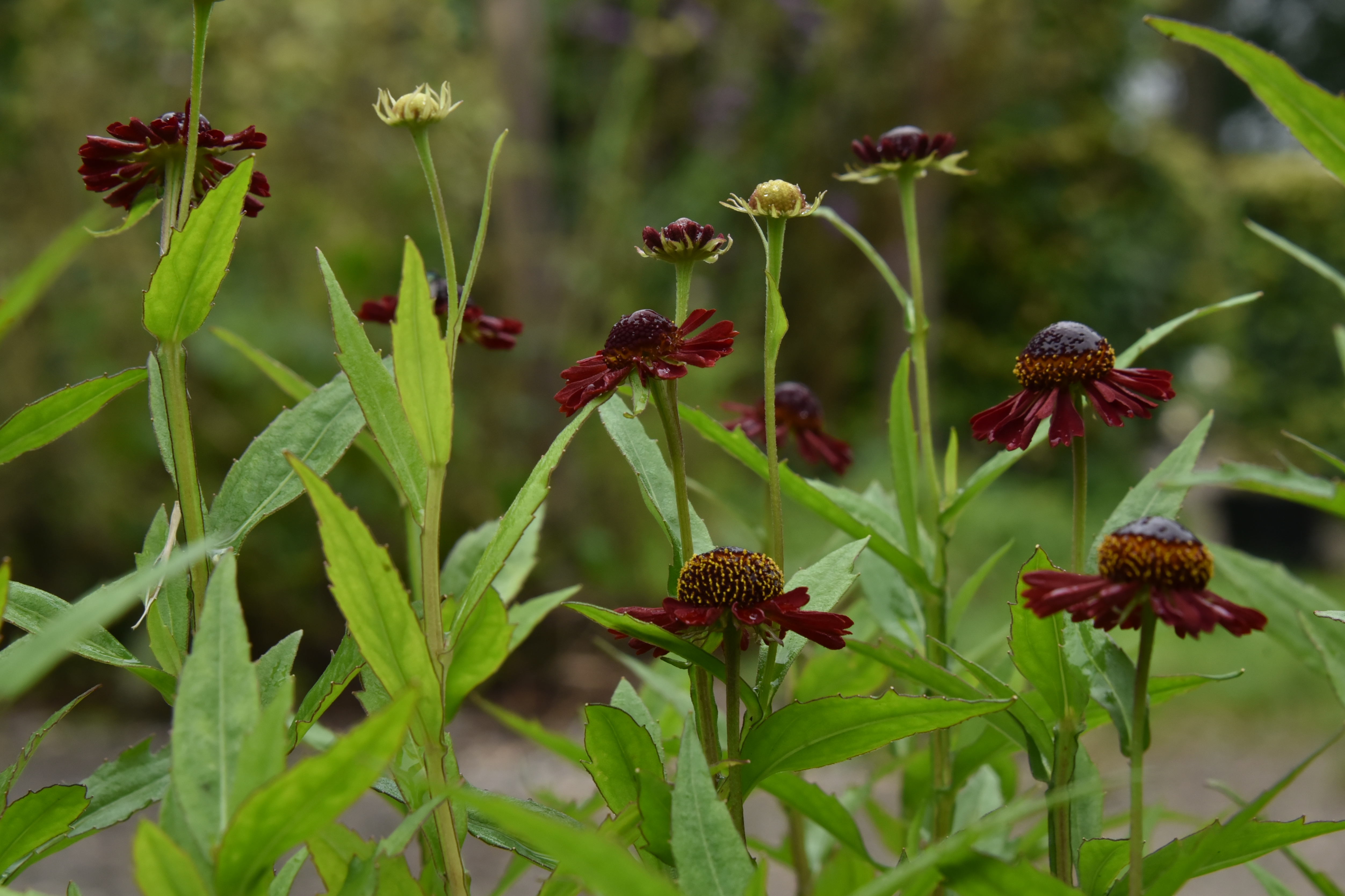 Helenium 'Ruby Tuesday' Zonnekruid bestellen